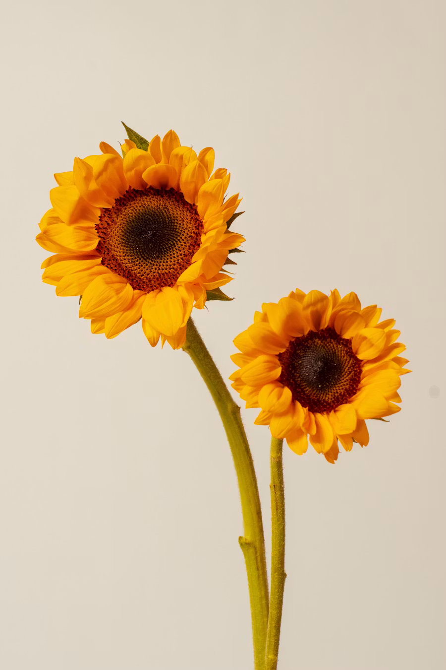 Vibrant Sunflower original